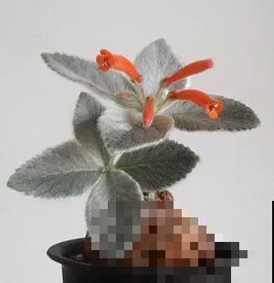 养花不易，碰上这样的伸手党，真没法好好做朋友了！