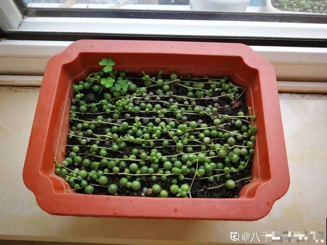 趁着天凉快，给多肉砍一刀，太阳一晒冒出满头芽！