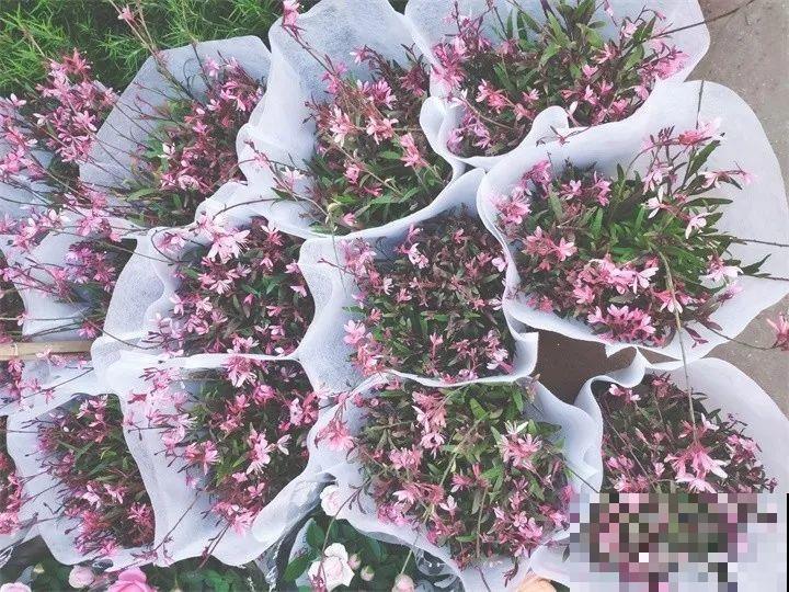 这10种花，看一眼就爱上，逛花市怎么能不买一盆！
