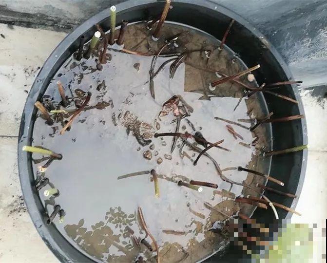 水缸养荷花，捞出10斤大白藕，咬一口咔嚓脆！