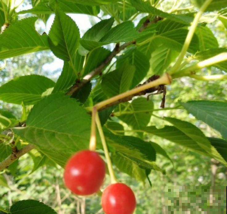 既然能养花种菜，水果也可以兼备，再也不用花钱去买了！