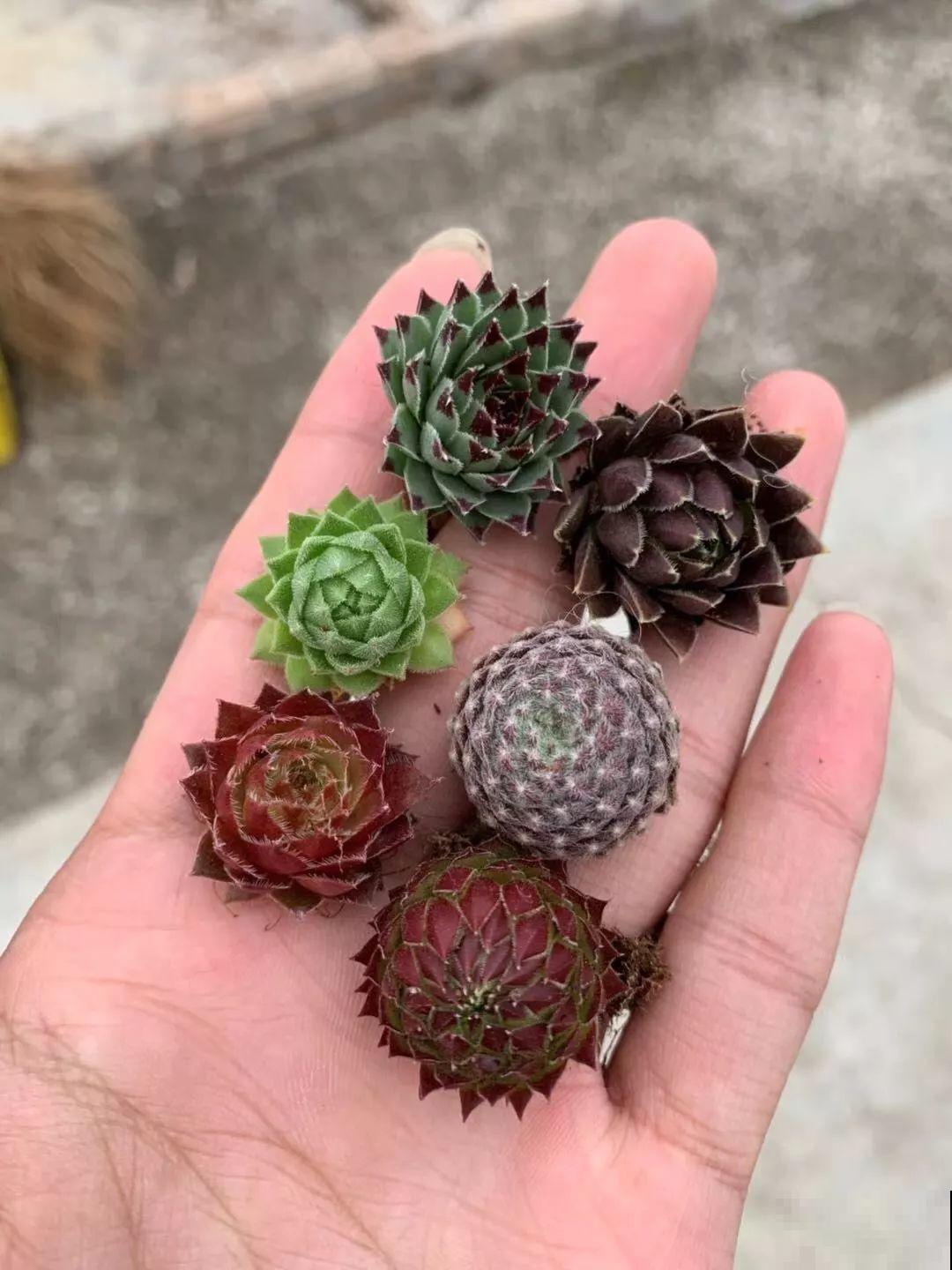 最抗冻的多肉，丢石头缝都能活，半年不见爆出一圈小崽！