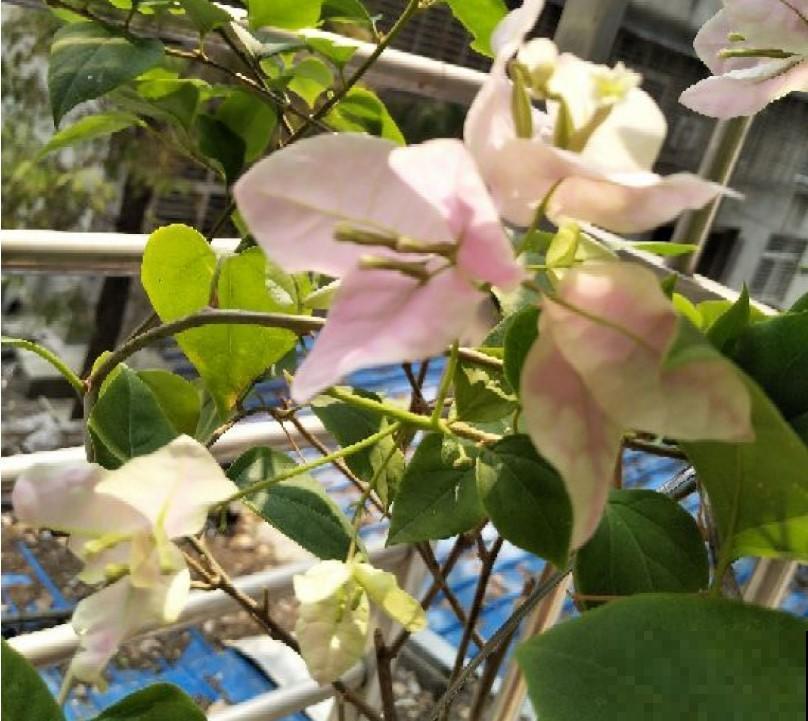 盆栽的三角梅不开花，学一招，爆盆都是小问题！