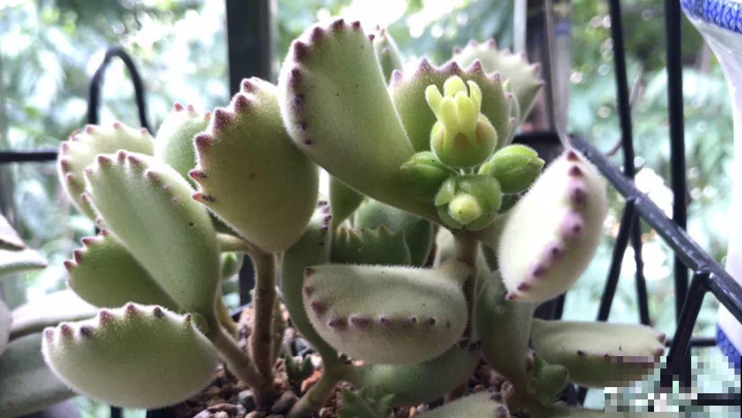 这6种有趣花，长了一圈小尾巴，谁看了都想摸！