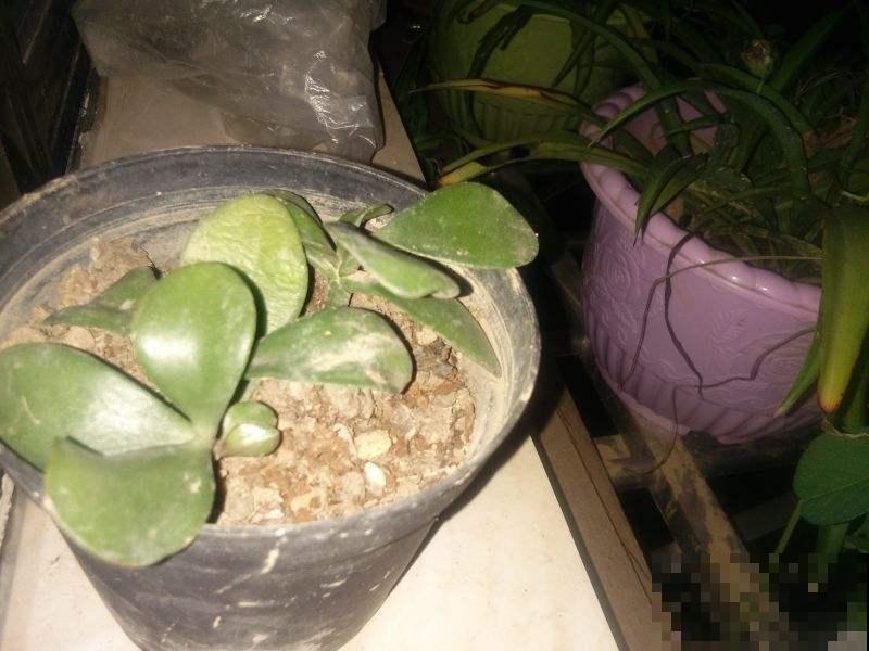 从盆栽玉树上截下一段，2年后长得比原来更大，太赚了！