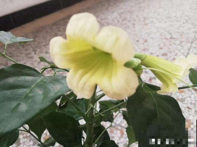 养10年才开花，这花脾气可真大，赶紧多喂大补肥！