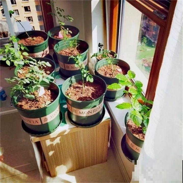 家里这4个地，养啥花都爱死，尤其是秋天！