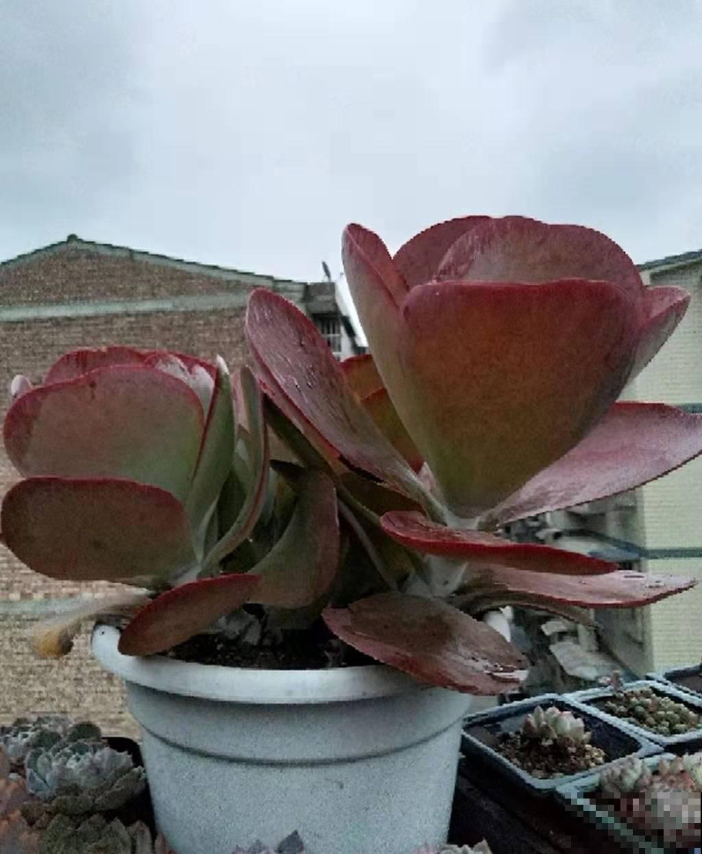 这些多肉植物常年都不会是菜色，阳光晒一晒，通通就能换衣裳！