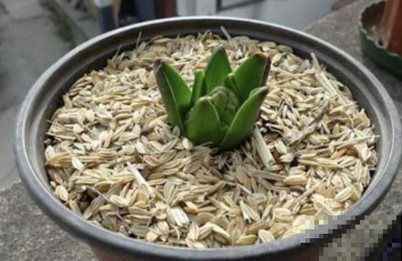常见的电脑桌植物，不仅防辐射还护眼，不养真亏了！
