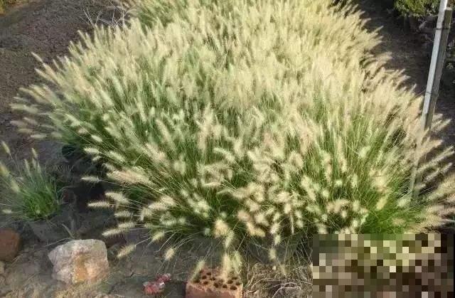他家里不养花专养草，摆满一阳台比花还好看，原来有这秘密！