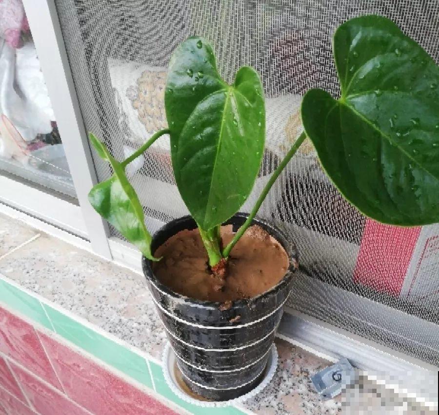 一朵花开了10个月，老妈非说是假花，幸好没拔！