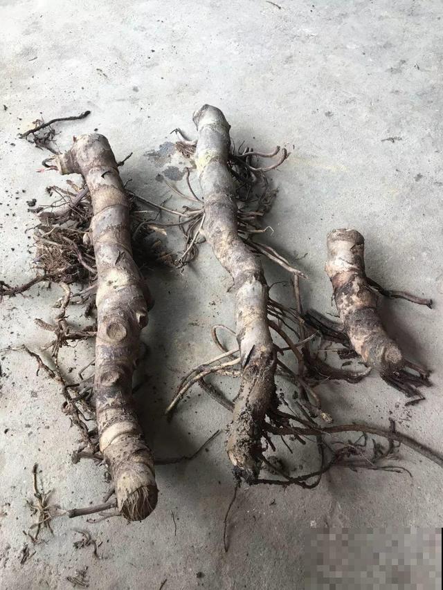 这花杆子比胳膊粗，砍一段就生根，1个月变老桩