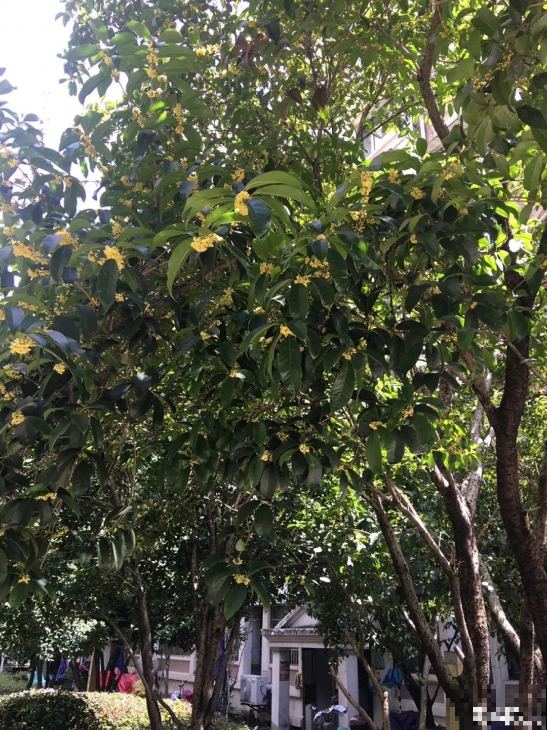 家里种棵守家树，夏天乘凉秋天结果，越养越有福气！