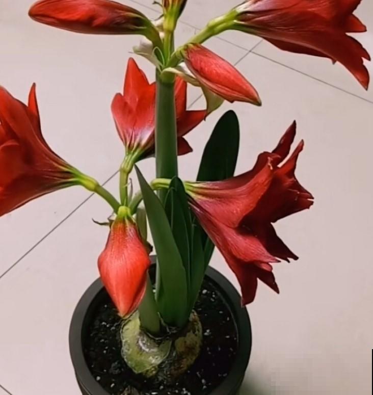 朱顶红开花这么美已经没有抵抗力，这么养，年年都开花！