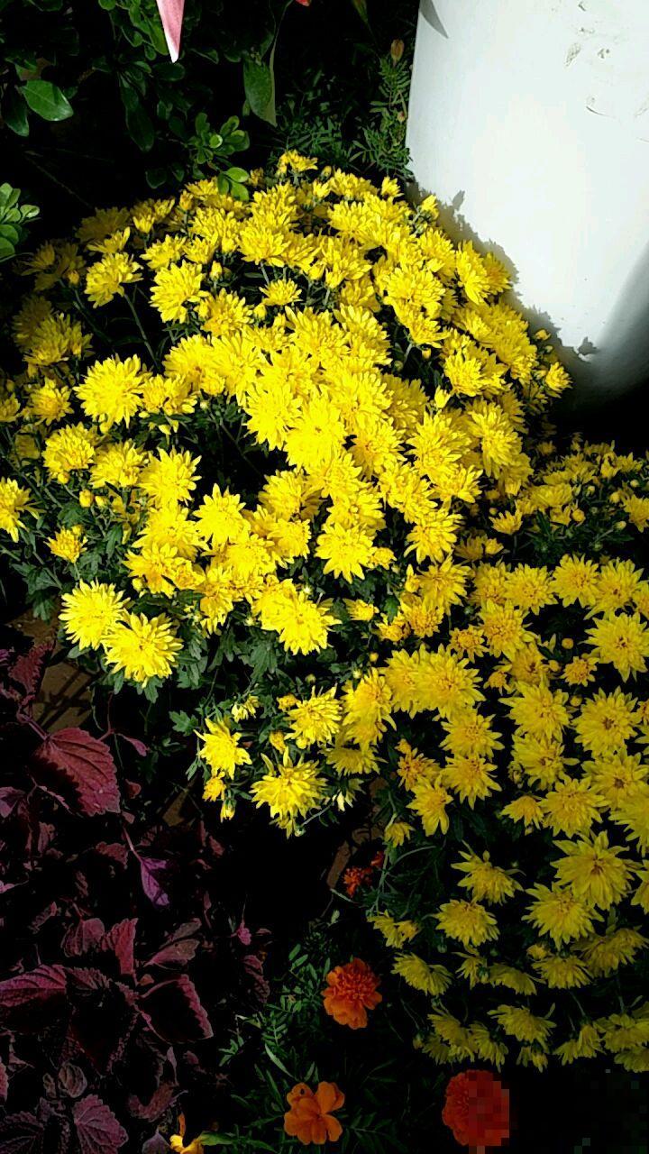 菊花怎么才能多多开花？用上这几招菊开满园，邻居都来偷师！