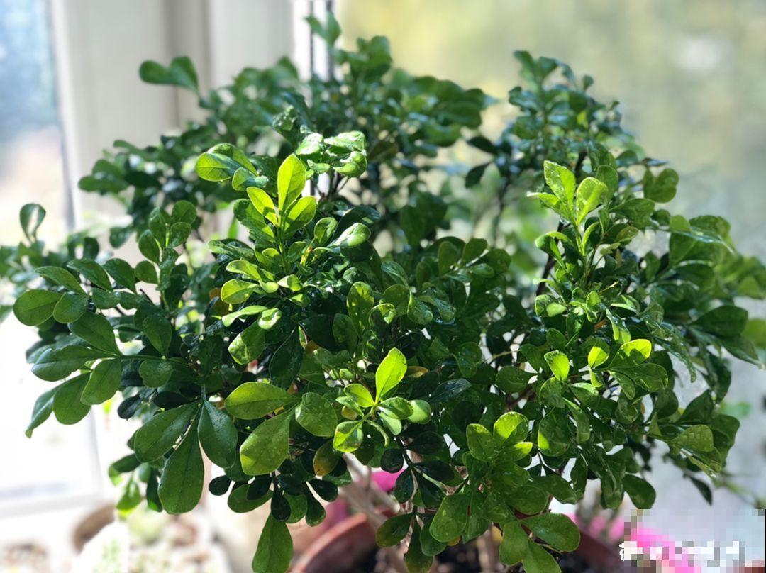 这花喜湿怕干，但指的是喷而不是浇，难怪养养就烂根了！