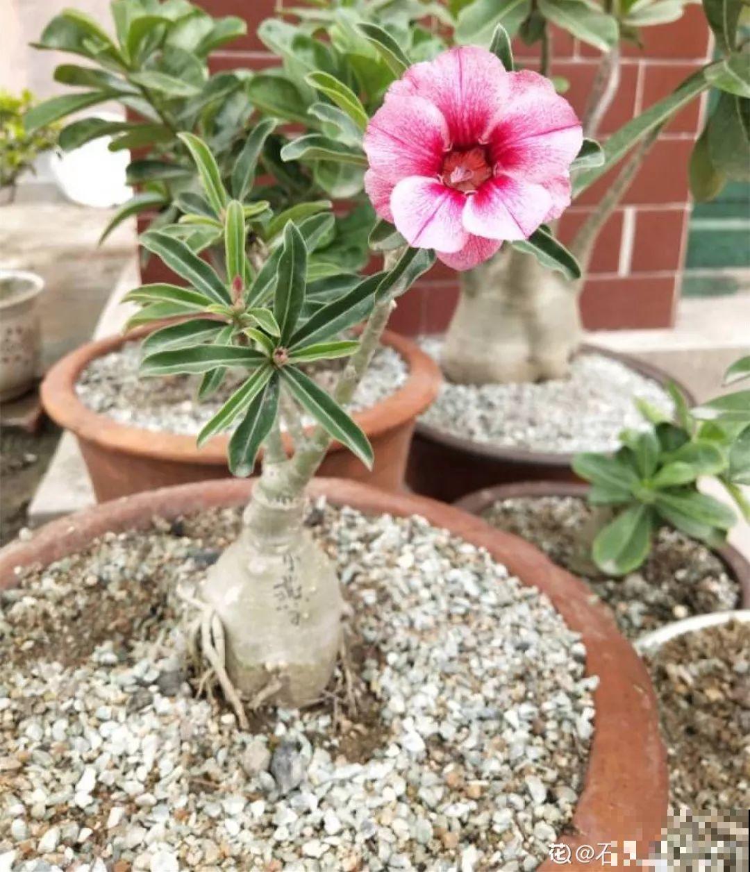 客厅养的耐旱花，30天不浇水，照样精神又气派！