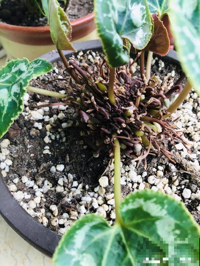 这个时候施肥，跟毒药一样，把花全烧死了