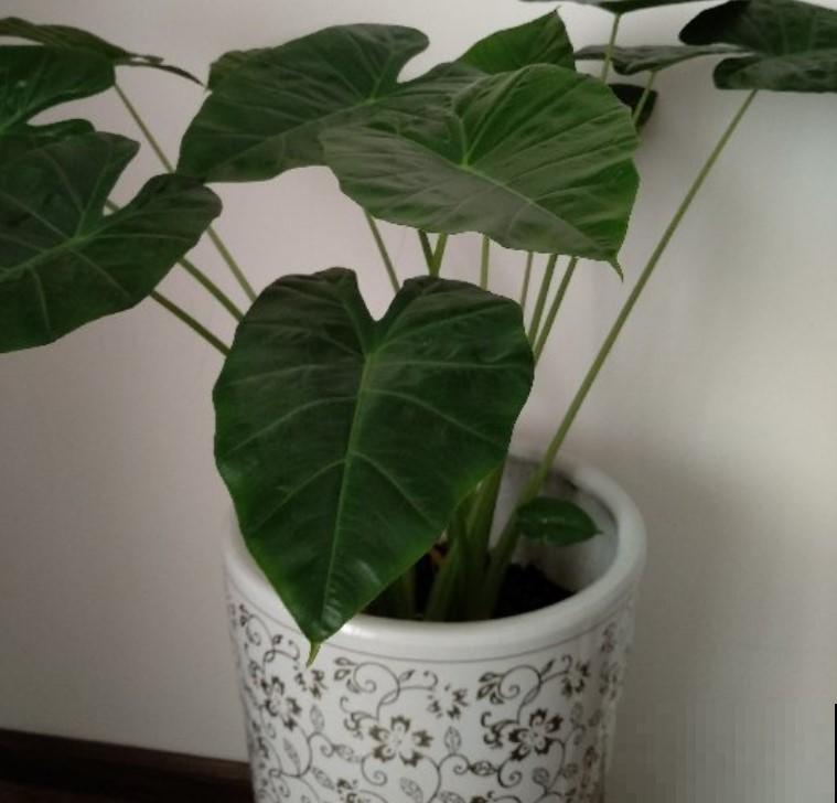 5种观叶植物，不要随便在家里养！