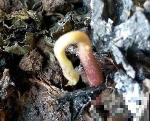拿俩生核桃水里一泡、土里一塞，几天长出小苗，一年长成大核桃树