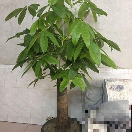 发财树不会养？这样养，再也不烂根黄叶！