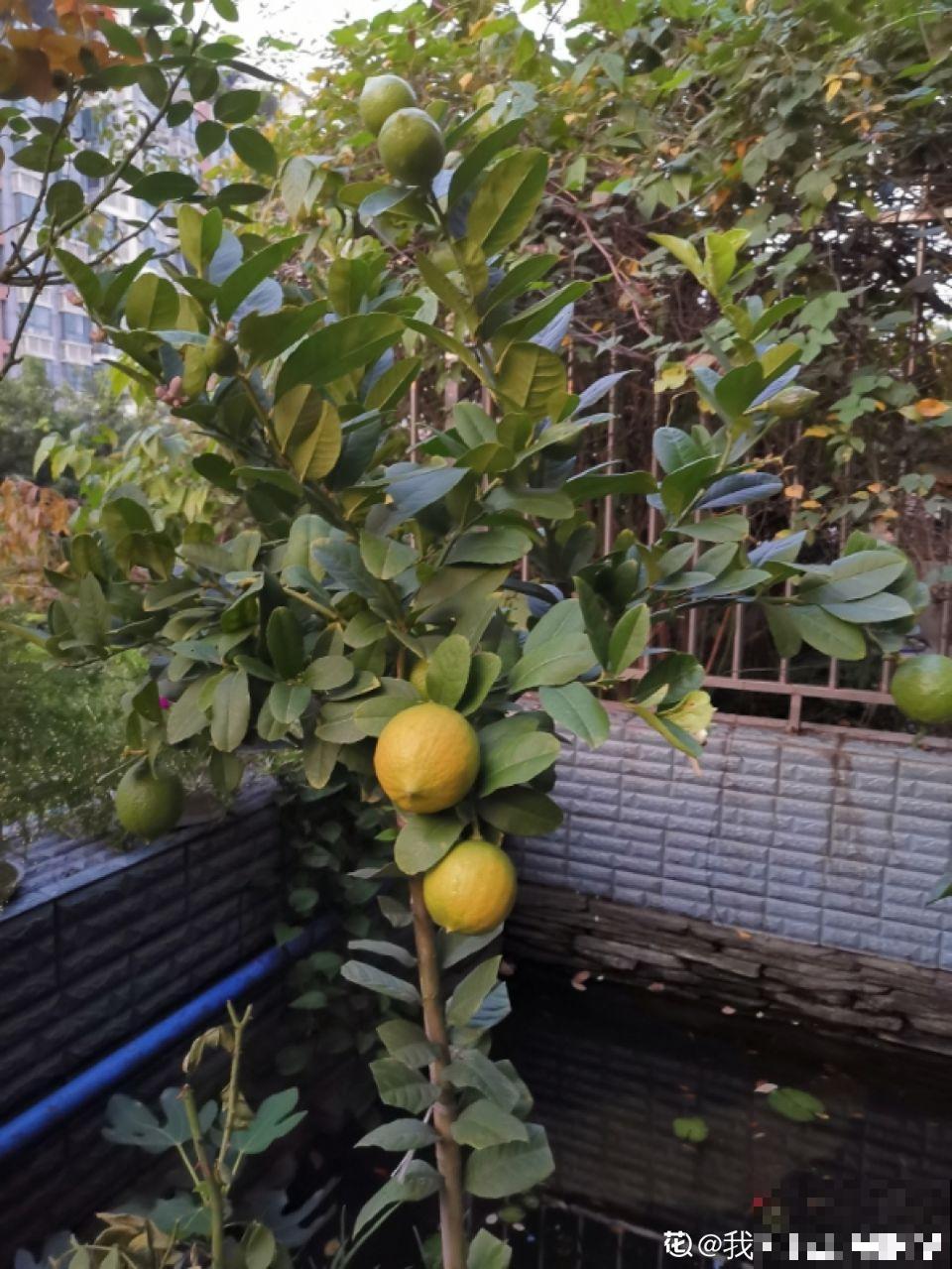 这花结满红果子，比菊花都好看，越养越上瘾！