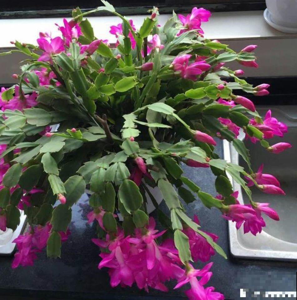 这花就得穷养，塞进小盆，少浇水，越长越旺
