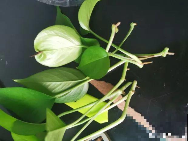 花上长出这种根，别着急剪，有了它花越长越旺盛！