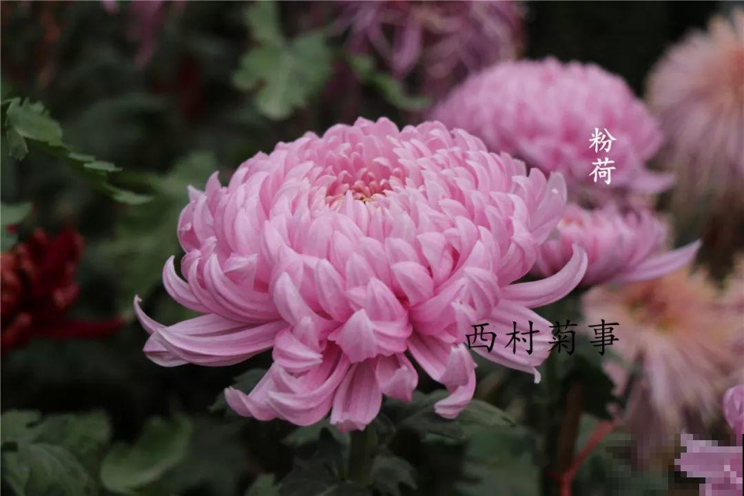 秋天啥花都可以不养，唯独这1种，100盆都不嫌多！