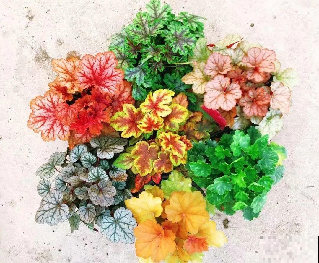 别养绿萝了，这种耐阴花，冬天低温冻不死！