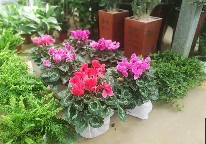 买花容易挑花眼？带本秘籍走，喜欢的花一盆也不落！