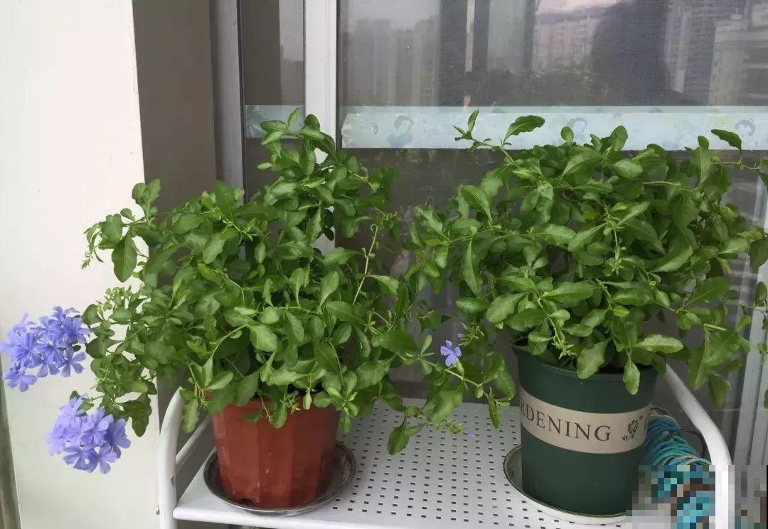 蓝雪花越剪越长，院子里栽一棵，2个月开满整面墙！