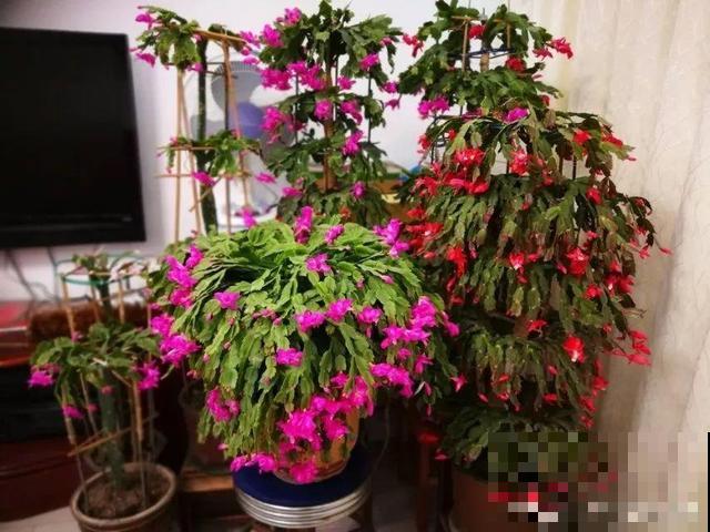6种“荷花”，不用水只用土，开花一茬接一茬！