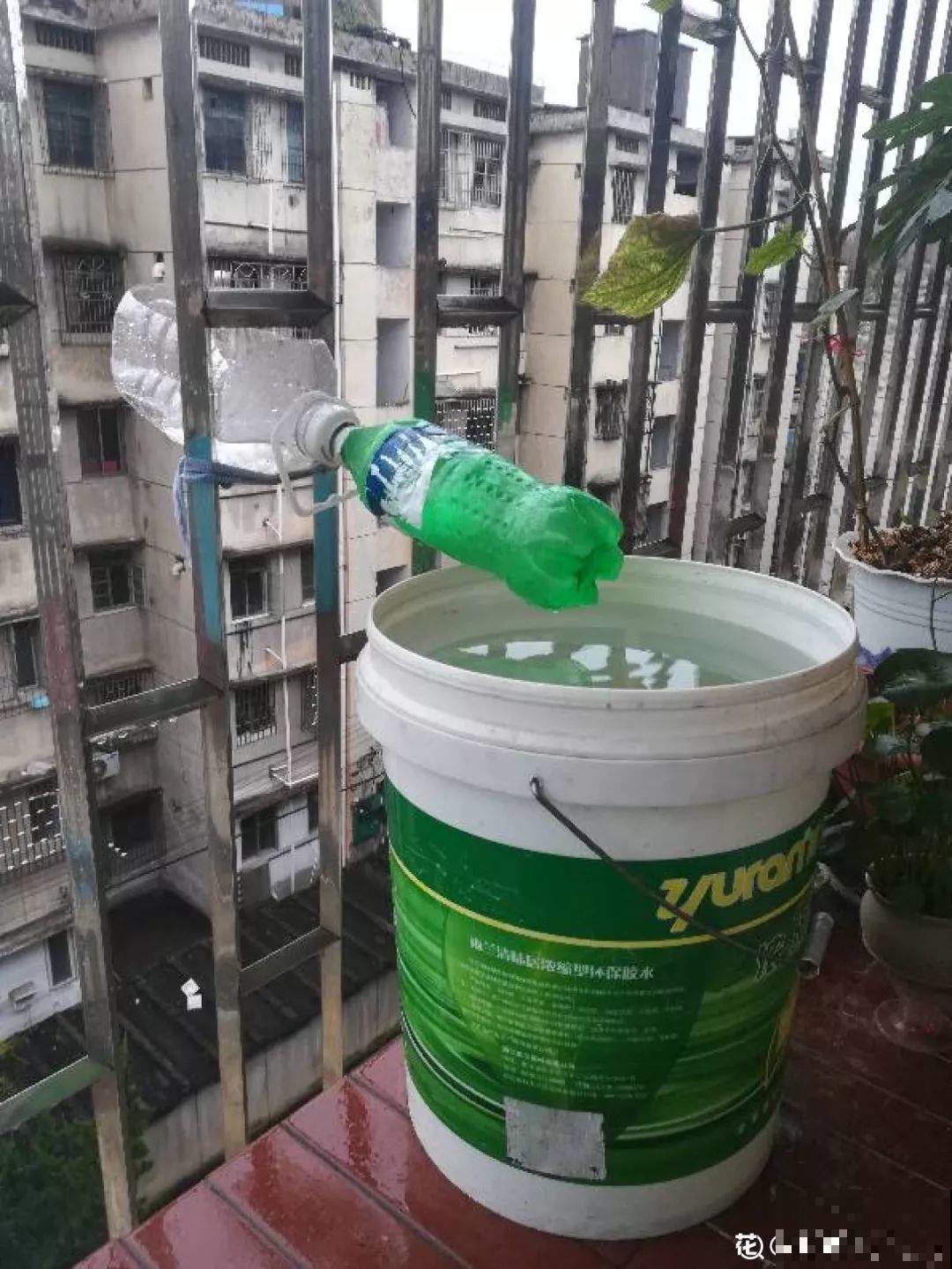 秋天不长反而掉叶子？浇点这种水，不用换土也能治好！