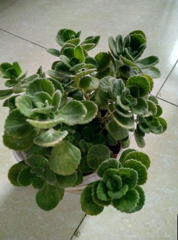 这花一碰就一股青苹果味，叶子翠绿肉嘟嘟，清新可爱惹人疼！