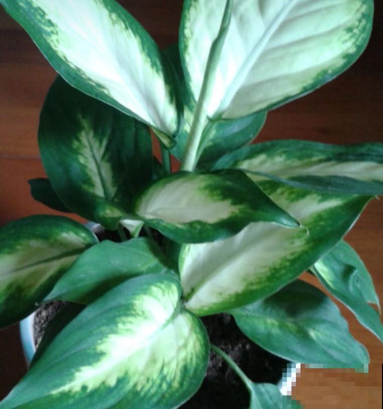 5种观叶植物，不要随便在家里养！