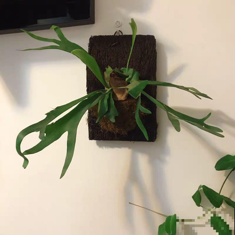 卫生间里养盆它，耐阴好养活，杀菌还能去异味！