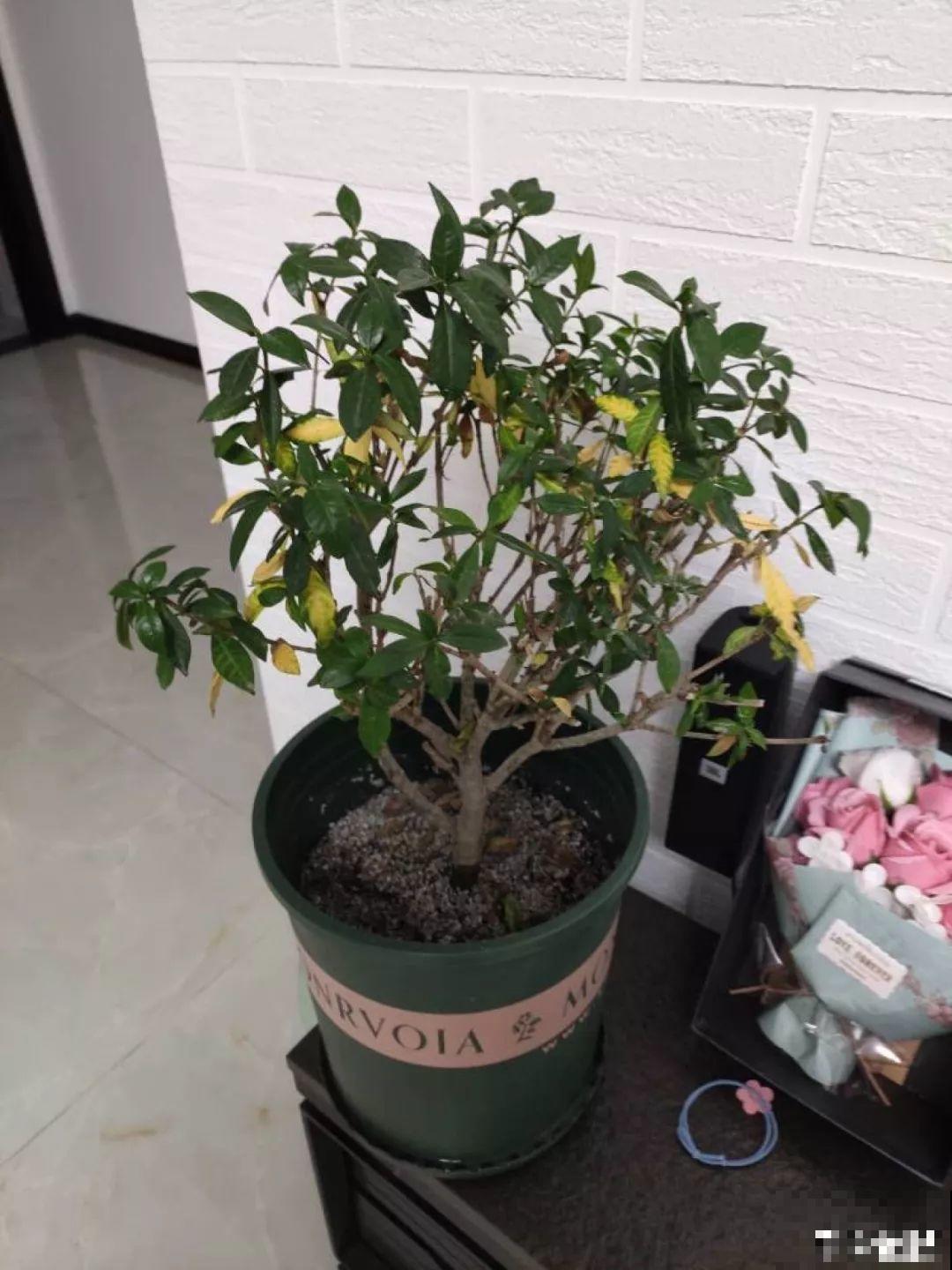 盆土硬成大疙瘩，浇点松土剂，立马软得像发糕！