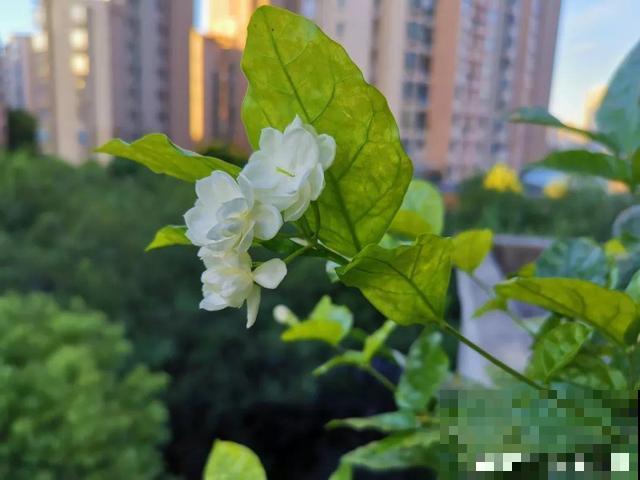 这种花秋冬这么养，明年开花成瀑布，现在明白还不晚