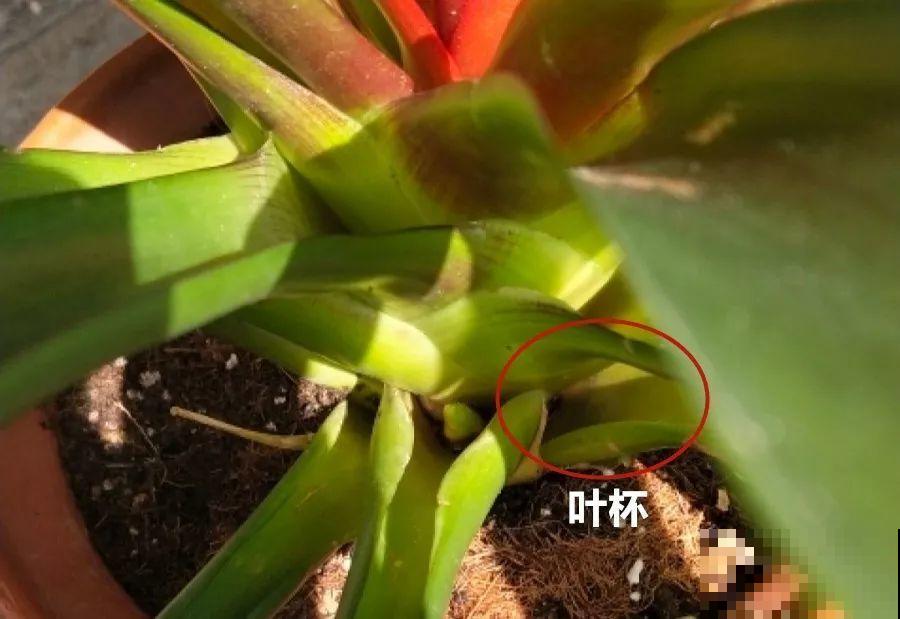 买花容易挑花眼？带本秘籍走，喜欢的花一盆也不落！