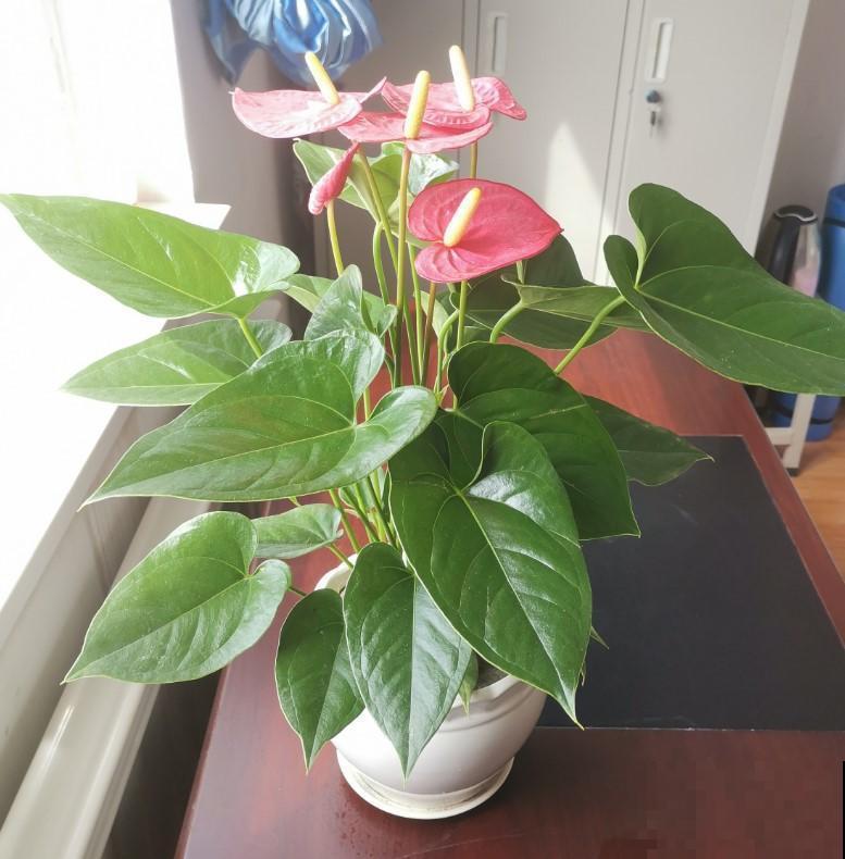 这些花爱喝酒，往上加点，家里的植物就大变样！