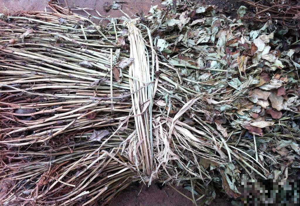 花生的秸秆你都扔了吗，那可亏大了，这么做有大用处！