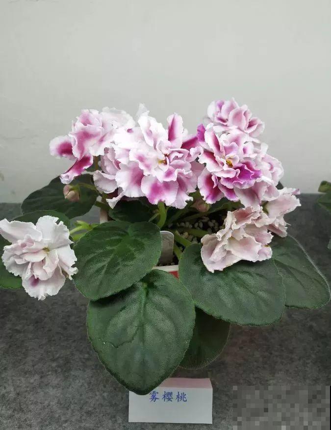 最耐阴的花就是它，光线弱也能开爆盆，越养越上瘾！