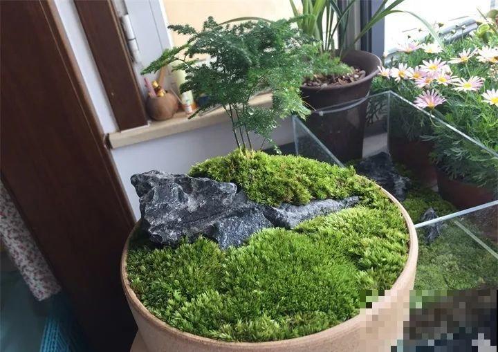 这花叶子长不大，开花只有拇指大小，姐姐反倒乐开花！