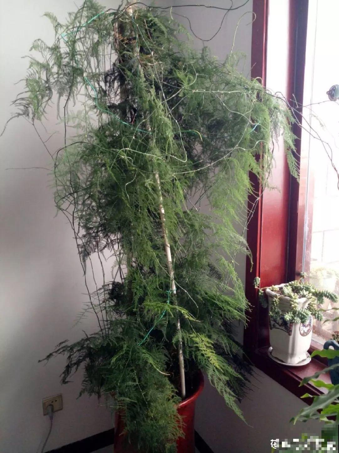 绿萝文竹太好养，用绳子一绑，1个月窜成电视墙！