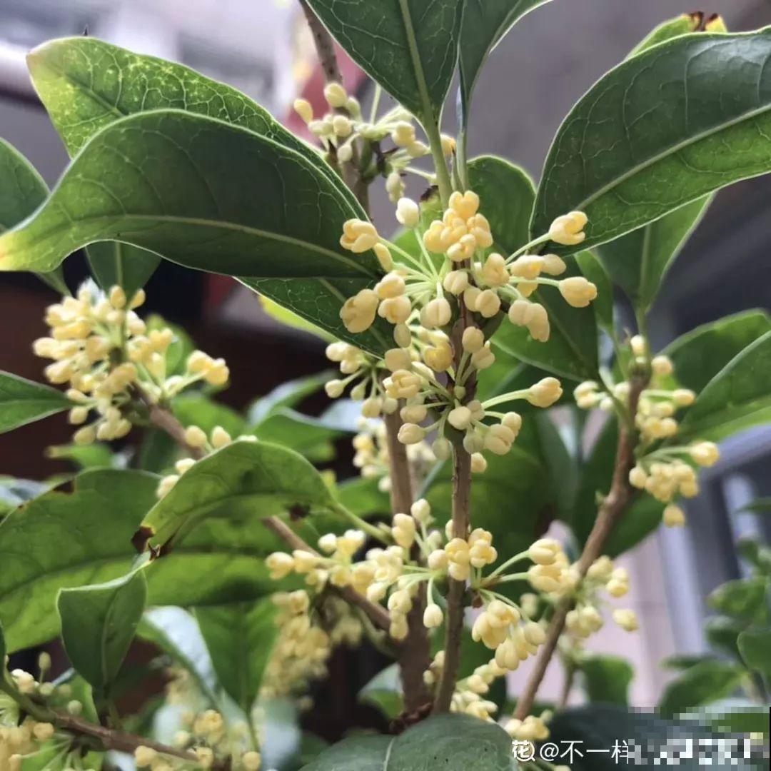 这花就是现在开，上火的时候摘几朵，泡水一喝就没事！