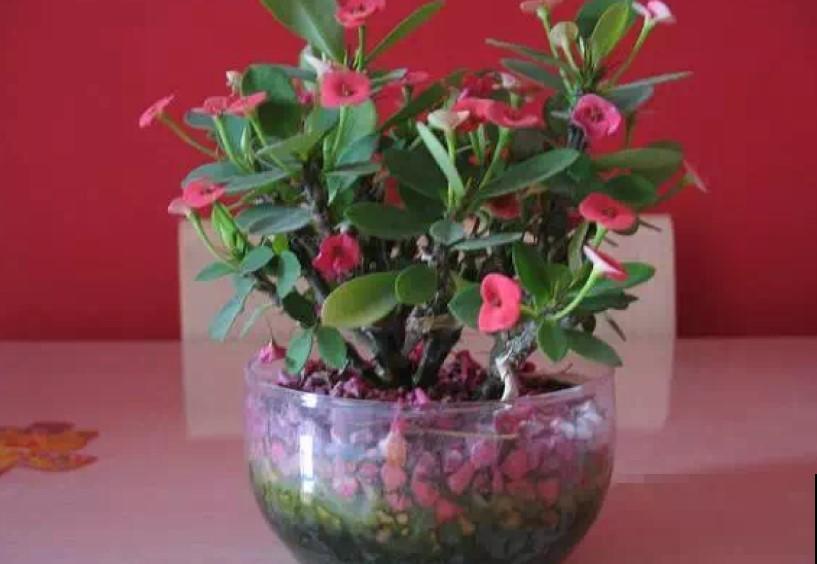 这花真好养，注意这4点，疯长狂开花！