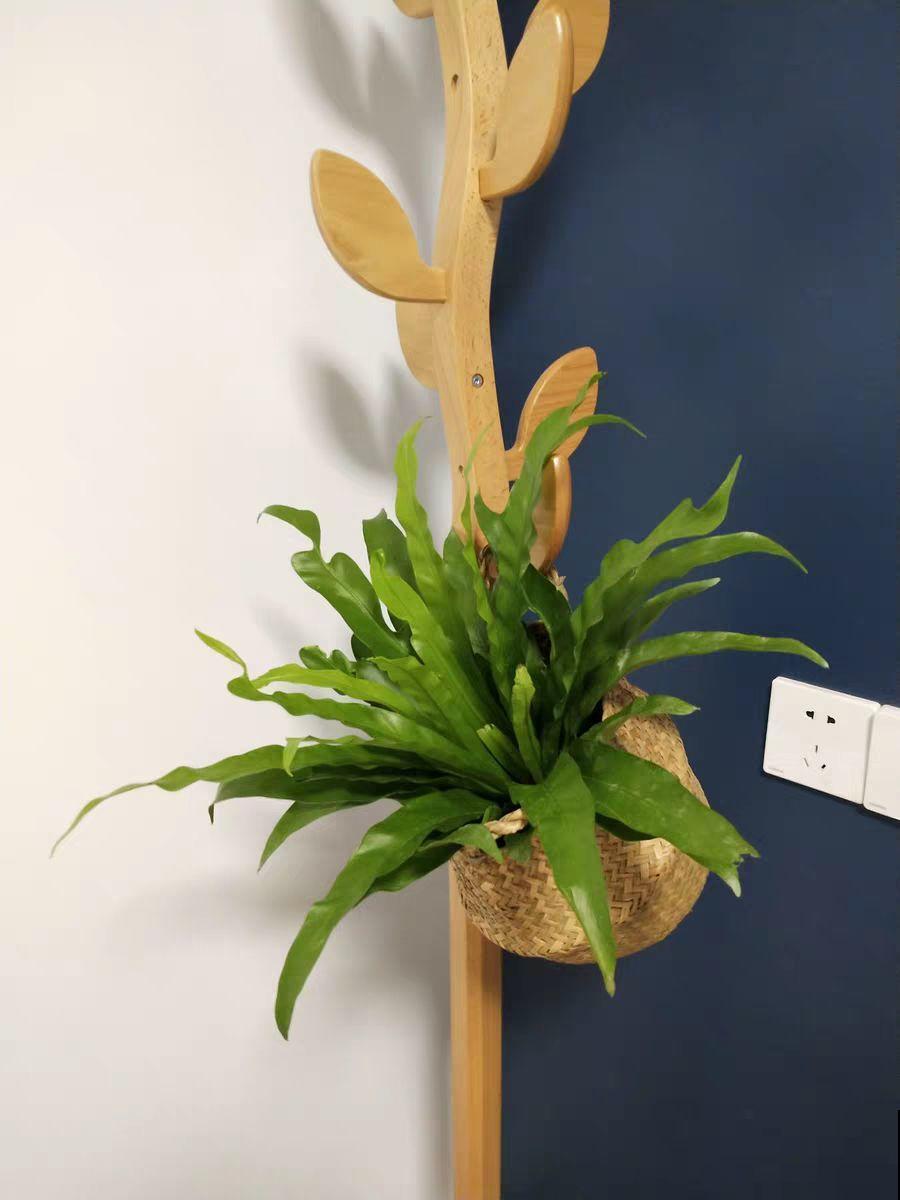 卫生间里养盆它，耐阴好养活，杀菌还能去异味！