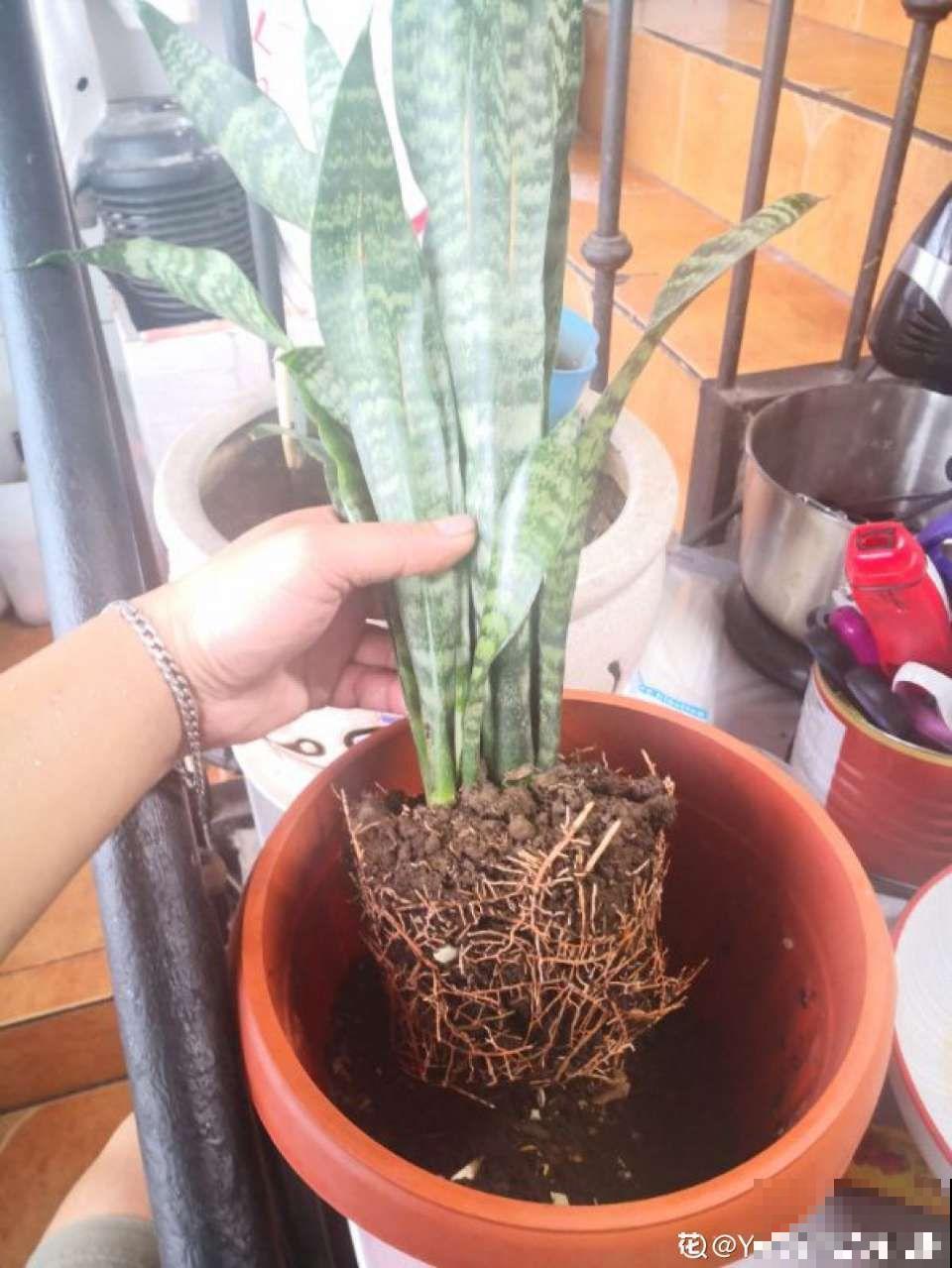 这花根比萝卜粗，别随便剪，小心3天死翘翘！
