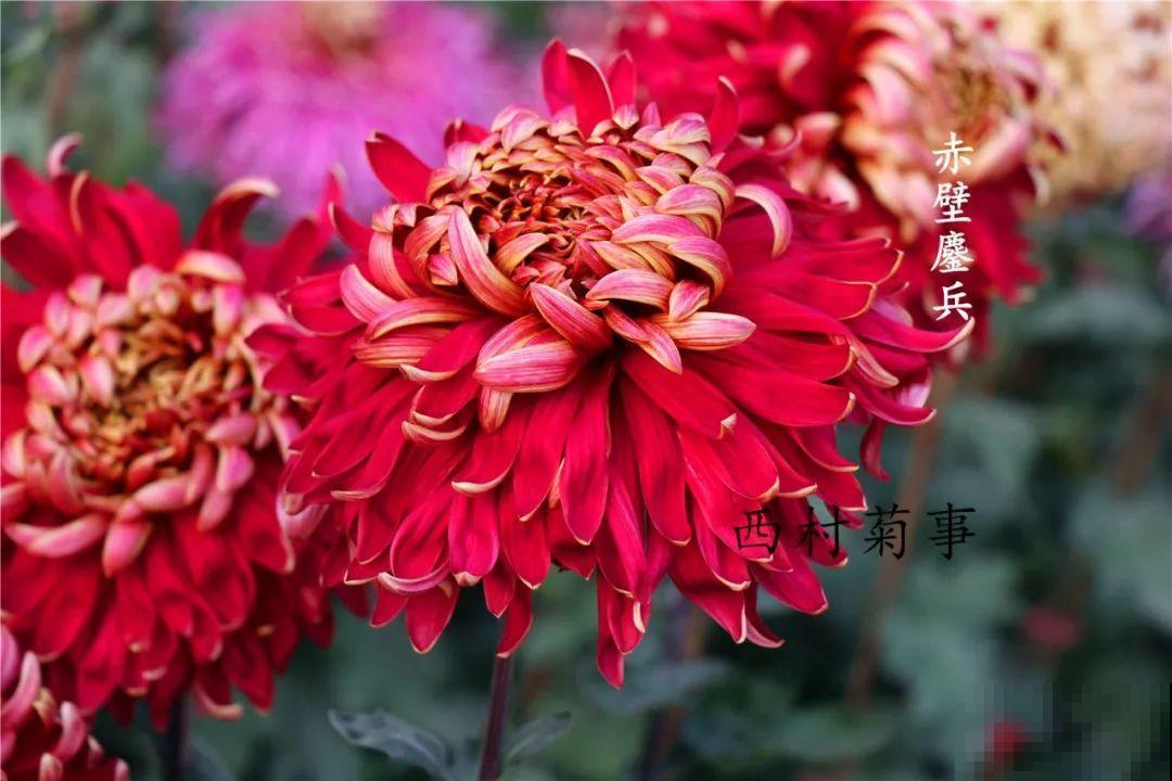 秋天啥花都可以不养，唯独这1种，100盆都不嫌多！